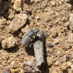 Naupactus leucoloma (White-fringed weevil) at The Pinnacle - 15 Mar 2021 by AlisonMilton