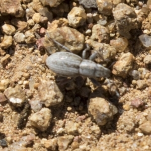 Naupactus leucoloma at Hawker, ACT - 15 Mar 2021