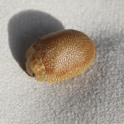 Paropsis atomaria (Eucalyptus leaf beetle) at The Pinnacle - 15 Mar 2021 by AlisonMilton