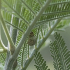 Calomela sp. (genus) (Acacia leaf beetle) at The Pinnacle - 15 Mar 2021 by AlisonMilton