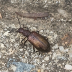 Lagriini sp. (tribe) (Unidentified lagriine darkling beetle) at Downer, ACT - 18 Mar 2021 by AlisonMilton