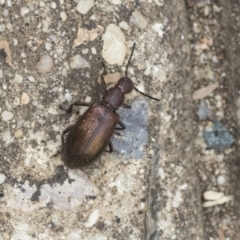 Lagriini sp. (tribe) at Downer, ACT - 18 Mar 2021 11:56 AM