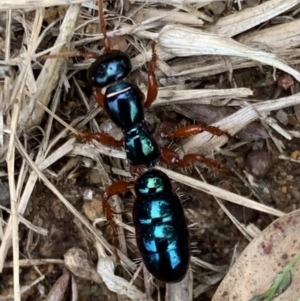 Diamma bicolor at Murrumbateman, NSW - 21 Mar 2021