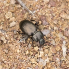 Adelium brevicorne (Bronzed field beetle) at Hawker, ACT - 15 Mar 2021 by AlisonMilton