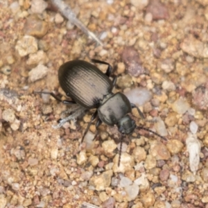 Adelium brevicorne at Hawker, ACT - 16 Mar 2021 08:34 AM