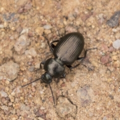 Adelium brevicorne at Hawker, ACT - 16 Mar 2021 08:34 AM