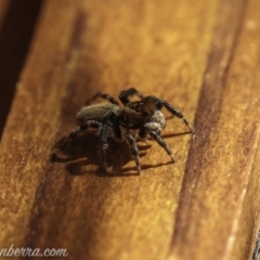 Maratus griseus (Jumping spider) at Hughes, ACT - 14 Nov 2020 by BIrdsinCanberra