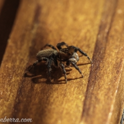 Maratus griseus (Jumping spider) at Hughes, ACT - 14 Nov 2020 by JonSteinbeck