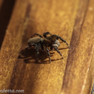 Maratus griseus (Jumping spider) at Hughes, ACT - 14 Nov 2020 by BIrdsinCanberra