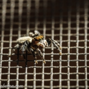 Maratus griseus at Hughes, ACT - 14 Nov 2020