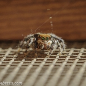 Maratus griseus at Hughes, ACT - 14 Nov 2020