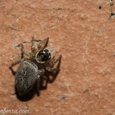 Maratus griseus (Jumping spider) at Hughes, ACT - 28 Nov 2020 by JonSteinbeck