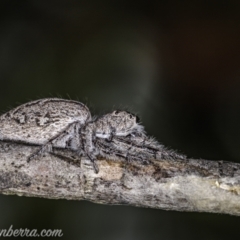 Cytaea severa at Hughes, ACT - 3 Jan 2021 by BIrdsinCanberra