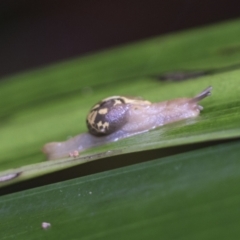 Mysticarion porrectus (Golden Semi-slug) at Acton, ACT - 16 Mar 2021 by AlisonMilton