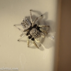 Maratus vespertilio (Bat-like peacock spider) at Hughes, ACT - 14 Nov 2020 by BIrdsinCanberra