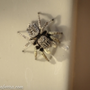 Maratus vespertilio at Hughes, ACT - 14 Nov 2020