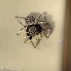 Maratus vespertilio at Hughes, ACT - 14 Nov 2020