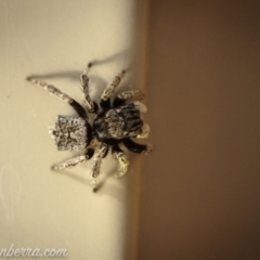 Maratus vespertilio at Hughes, ACT - 14 Nov 2020