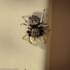 Maratus vespertilio at Hughes, ACT - 14 Nov 2020