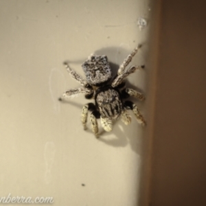 Maratus vespertilio at Hughes, ACT - 14 Nov 2020