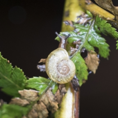 Austrorhytida capillacea (Common Southern Carnivorous Snail) at Acton, ACT - 18 Mar 2021 by AlisonMilton