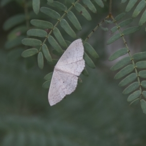 Scopula optivata at Hawker, ACT - 16 Mar 2021 09:33 AM