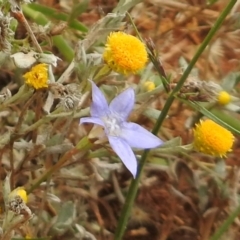 Wahlenbergia luteola (Yellowish Bluebell) at Queanbeyan West, NSW - 19 Mar 2021 by RodDeb