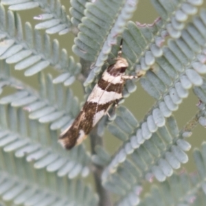 Macrobathra desmotoma at Holt, ACT - 16 Mar 2021 09:28 AM