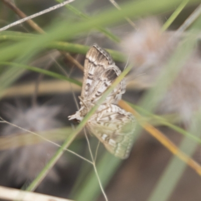 Nacoleia rhoeoalis (A Crambid moth (Spilomelinae) at The Pinnacle - 16 Mar 2021 by AlisonMilton