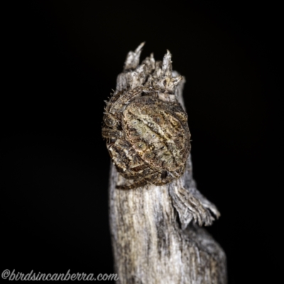 Dolophones conifera (Wrap-around spider) at Hughes, ACT - 13 Jan 2021 by JonSteinbeck