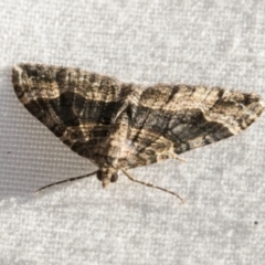 Epyaxa subidaria at Higgins, ACT - 1 Mar 2021