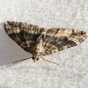 Epyaxa subidaria at Higgins, ACT - 1 Mar 2021