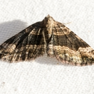 Epyaxa subidaria at Higgins, ACT - 1 Mar 2021 05:20 PM