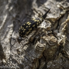 Mordella dumbrelli (Dumbrell's Pintail Beetle) at Hughes, ACT - 29 Nov 2020 by JonSteinbeck
