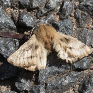 Pterolocera undescribed species at Hawker, ACT - 15 Mar 2021