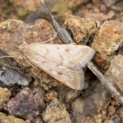 Achyra affinitalis (Cotton Web Spinner) at Hawker, ACT - 15 Mar 2021 by AlisonMilton