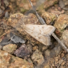 Achyra affinitalis at Hawker, ACT - 16 Mar 2021