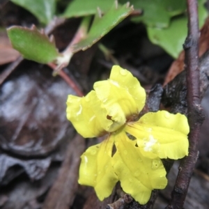 Goodenia hederacea at Kowen, ACT - 21 Mar 2021