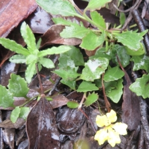 Goodenia hederacea at Kowen, ACT - 21 Mar 2021