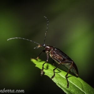 Tanychilus sp. (genus) at Hughes, ACT - 8 Dec 2020