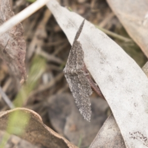 Geometridae (family) ADULT at Hawker, ACT - 16 Mar 2021 09:58 AM