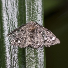 Lepidoptera unclassified ADULT moth (Unidentified - Moth) at ANBG - 16 Mar 2021 by AlisonMilton