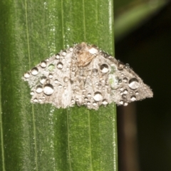 Lepidoptera unclassified ADULT moth at Acton, ACT - 16 Mar 2021 02:49 PM