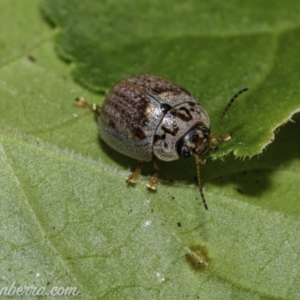 Paropsisterna m-fuscum at Hughes, ACT - 31 Dec 2020