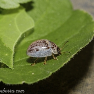 Paropsisterna m-fuscum at Hughes, ACT - 31 Dec 2020