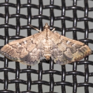 Nacoleia rhoeoalis at Higgins, ACT - 18 Mar 2021 10:30 PM