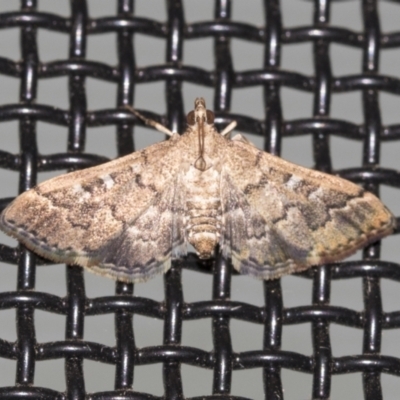 Nacoleia rhoeoalis (Spilomelinae) at Higgins, ACT - 18 Mar 2021 by AlisonMilton