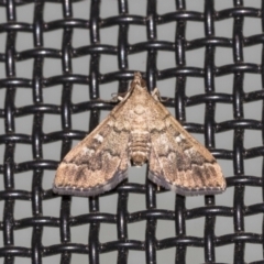 Nacoleia rhoeoalis at Higgins, ACT - 18 Mar 2021 10:30 PM