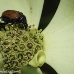 Phyllotocus kingii (Nectar scarab) at Hughes, ACT - 27 Nov 2020 by BIrdsinCanberra
