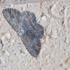 Ectropis excursaria (Common Bark Moth) at Higgins, ACT - 6 Apr 2020 by AlisonMilton